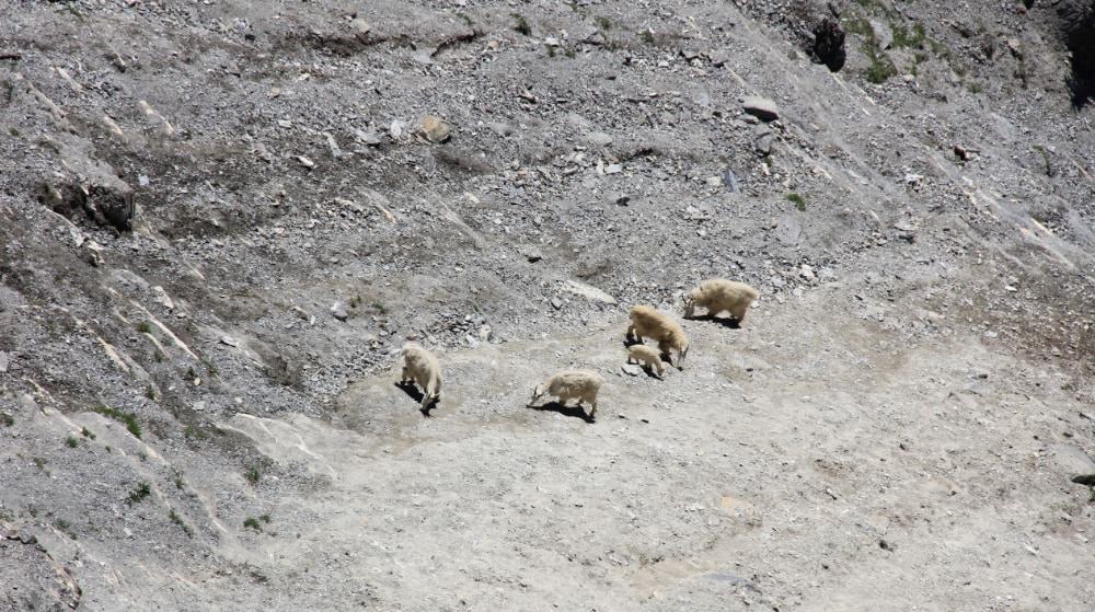 Skywalk goats